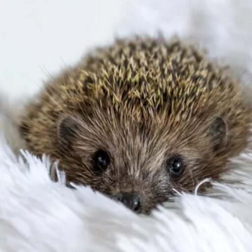 Fédération des CIQ du 6ème arrondissement